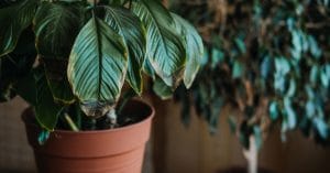 Overwatered Peace Lily