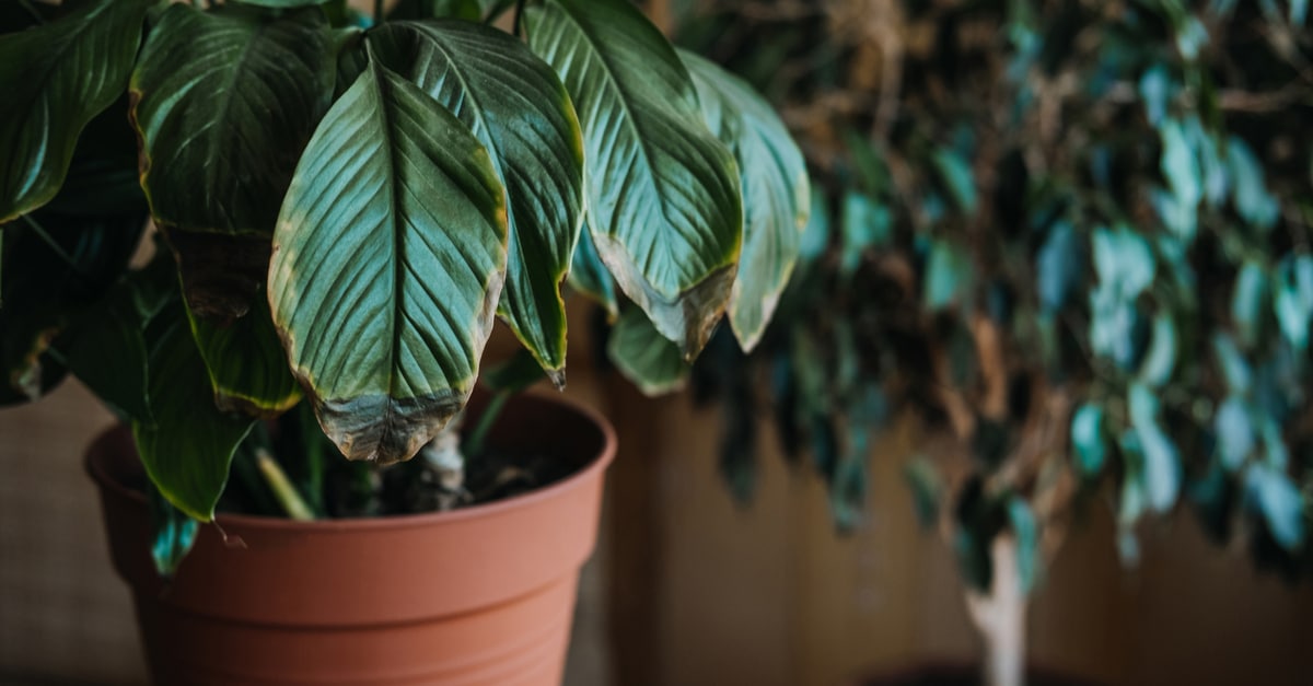 Overwatered Peace Lily