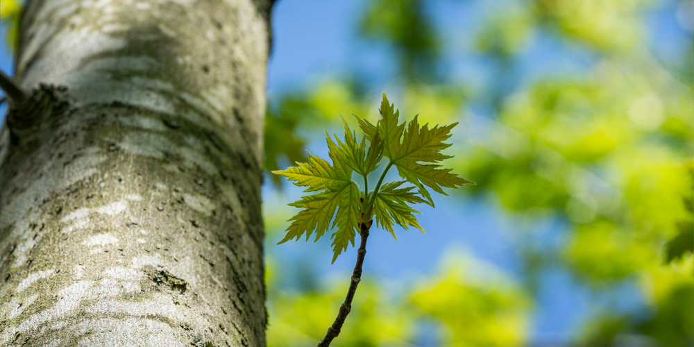 Maple Trees in Maine