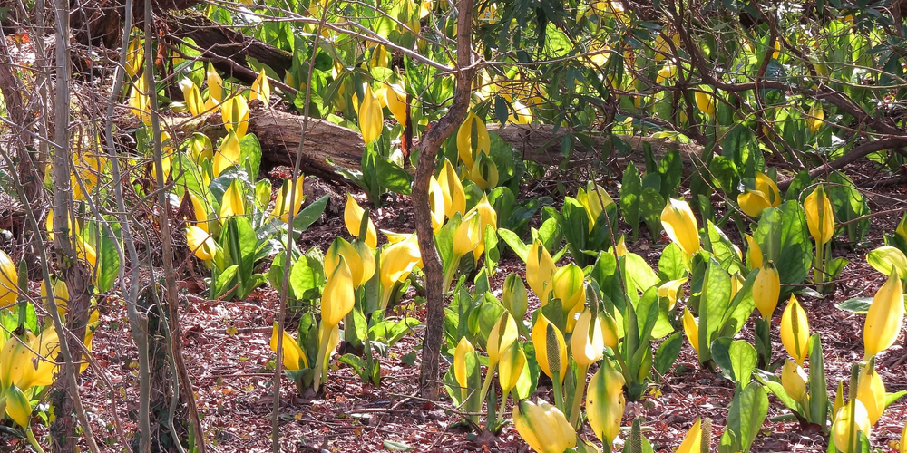 Plants That Smell like Skunk