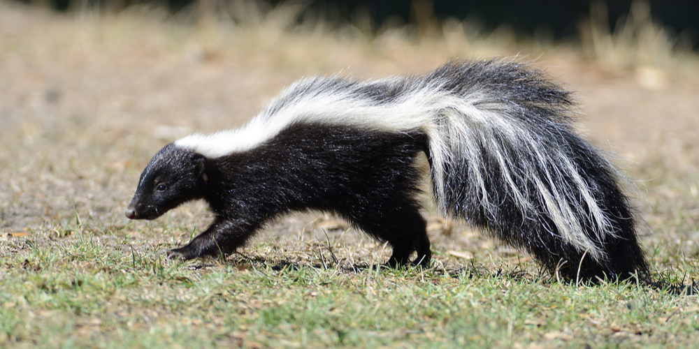 can skunks climb trees