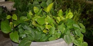 spade leaf philodendron growth and care