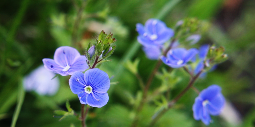 little blue flowers in grass