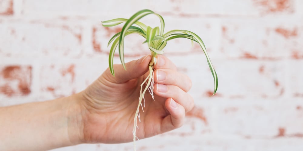 The best soil for a spider plant
