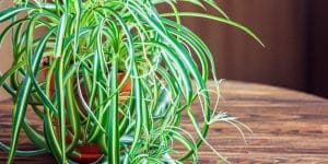 Types of Spider Plants