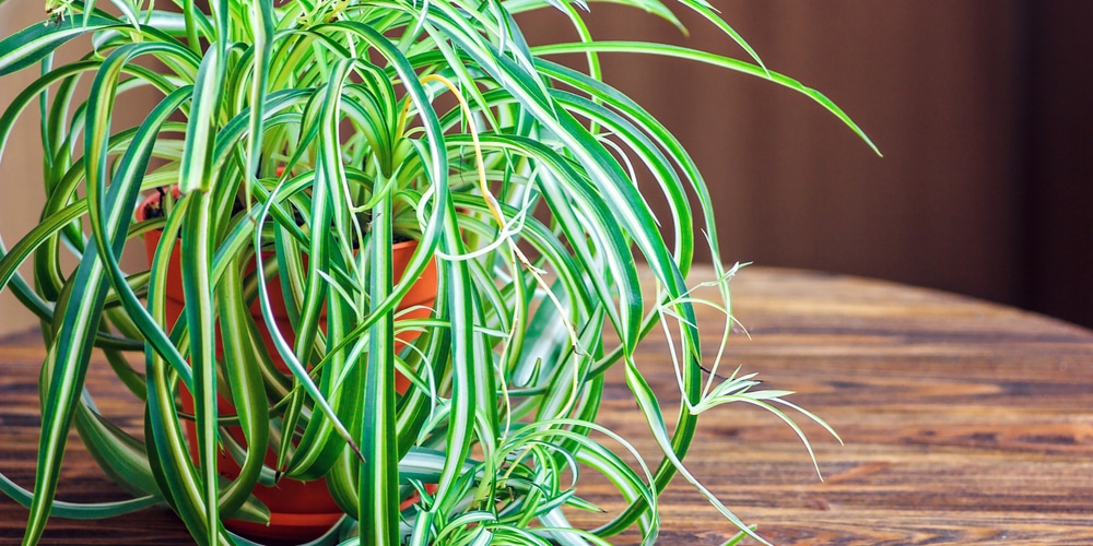 spider plant leaves wilting