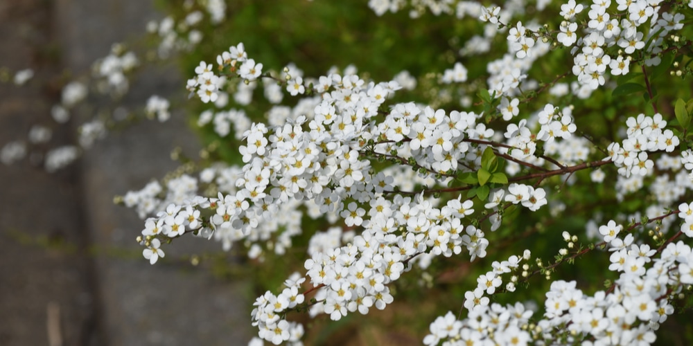 Do deer eat spirea?