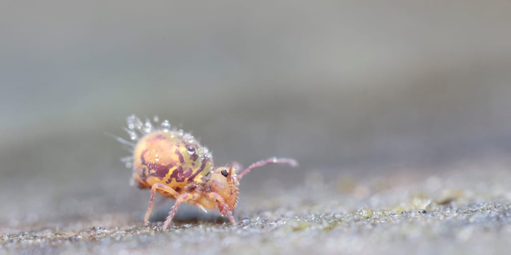 Get Rid of Springtails in Your Soil