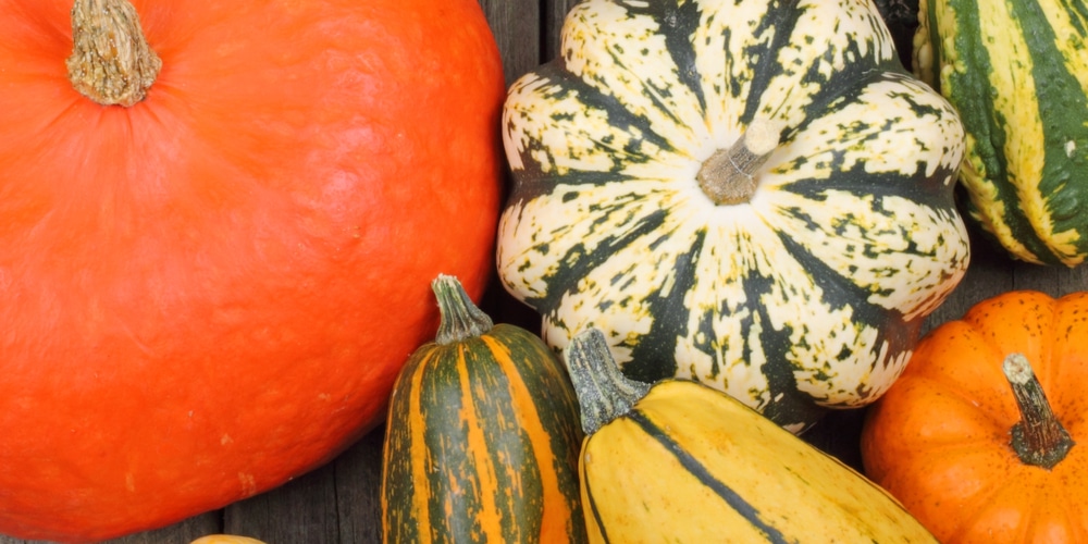 Winter Squash Companion Plants