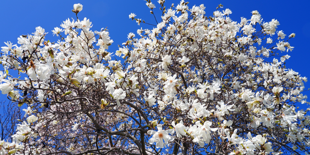 when do magnolia trees bloom in michigan