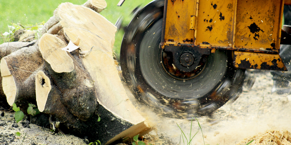 Planting Grass After Stump Grinding