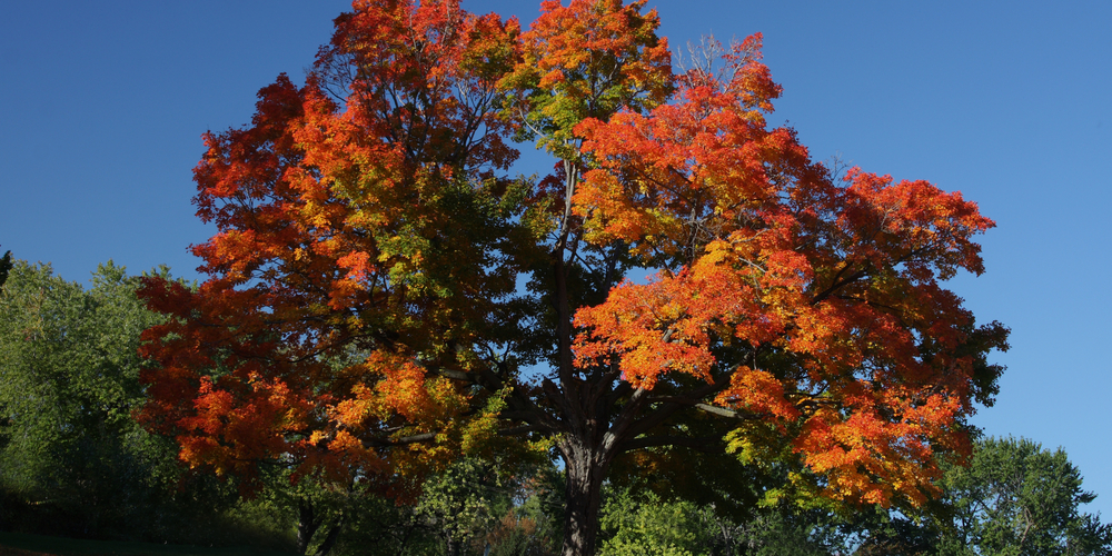 Maple Trees Illinois