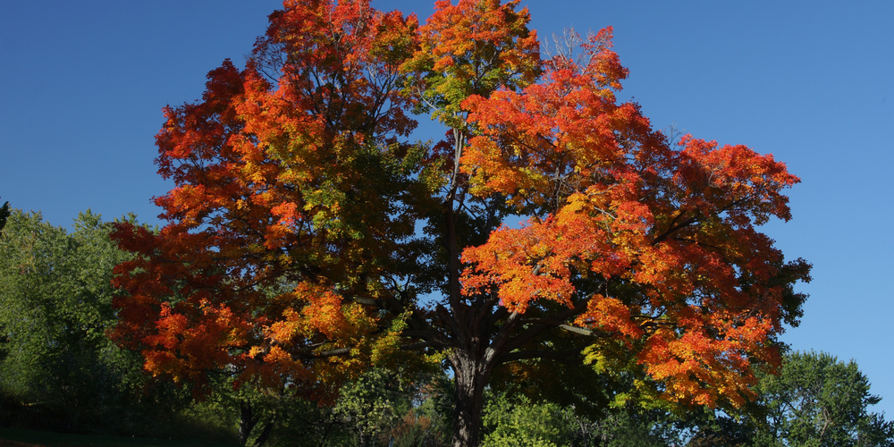 Maple Trees in Maine