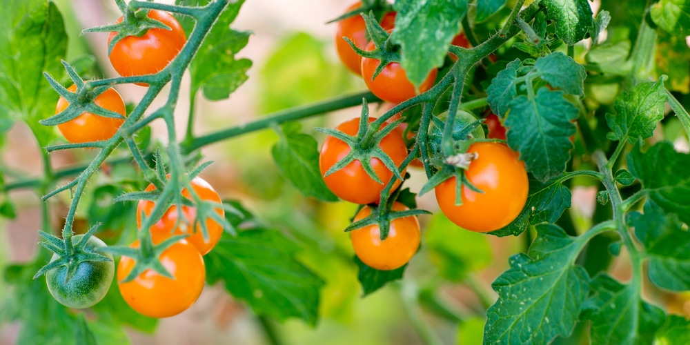 are sungold tomatoes determinate or indeterminate