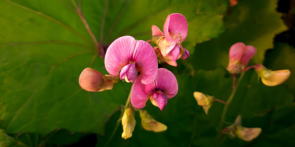 vines with purple flowers