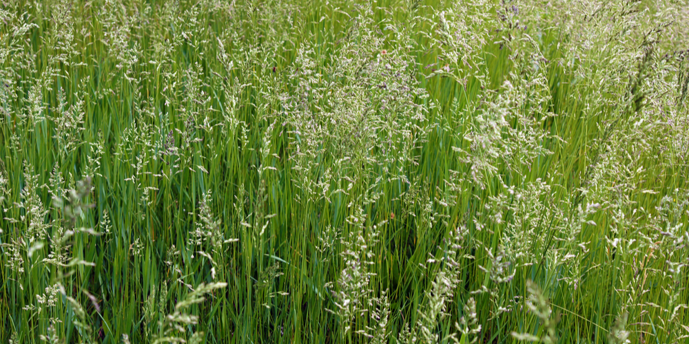 How Does Tall Fescue Spread?