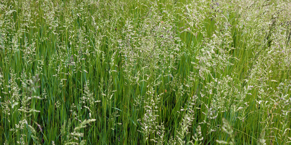 What Grass Grows Best In Sandy Soil