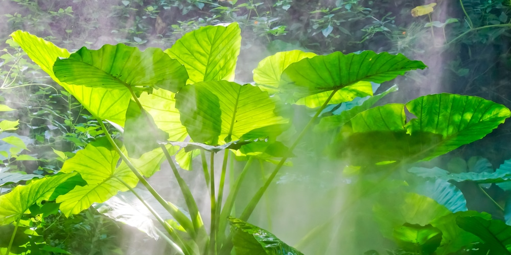 Elephant Ear Plant in Winter