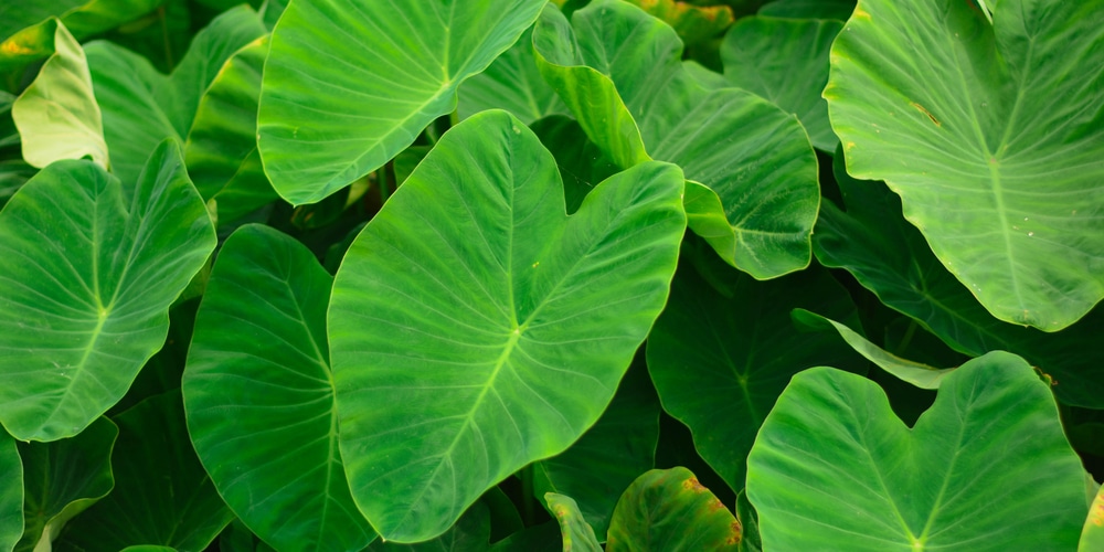 Elephant Ear Plant in Winter