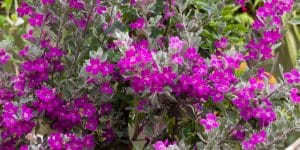 Low Maintenance Shrubs for Central Florida