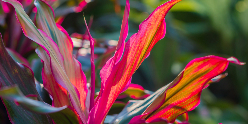 hawaiian house plants