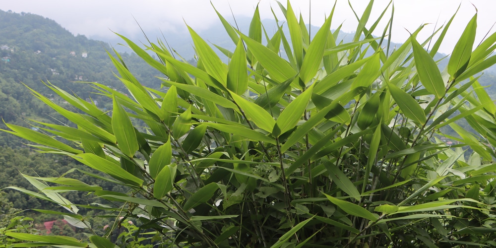 Tiger grass plant