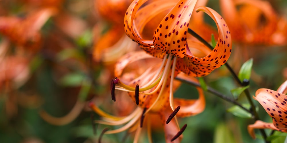 When Do Tiger Lilies Bloom?