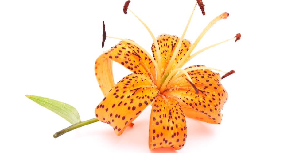 When Do Tiger Lilies Bloom?