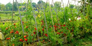 too tall tomato plants