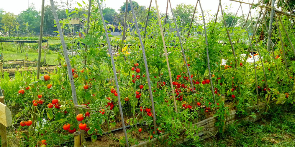 can you use neem oil on tomatoes