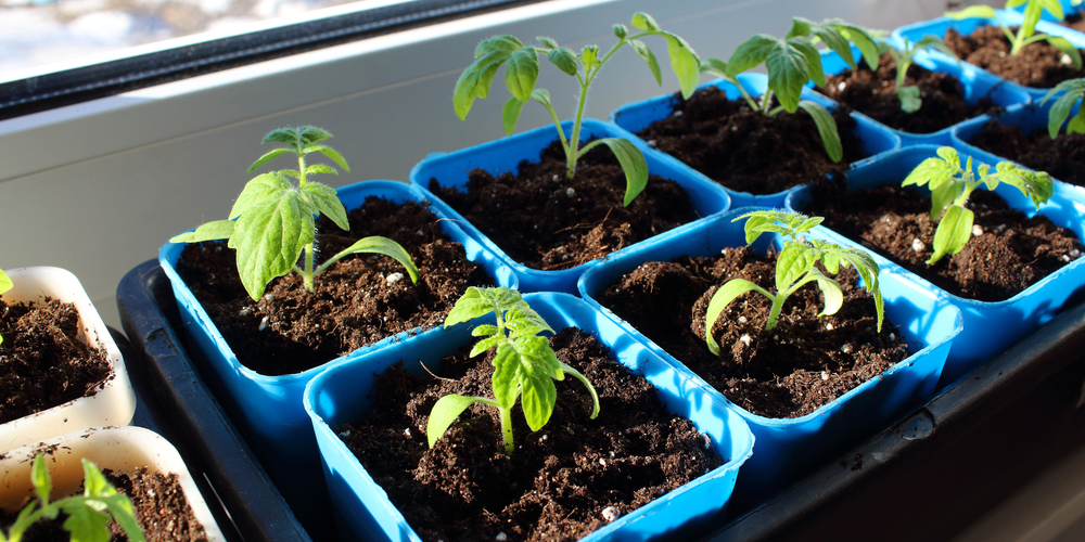 tomato plants hardening off