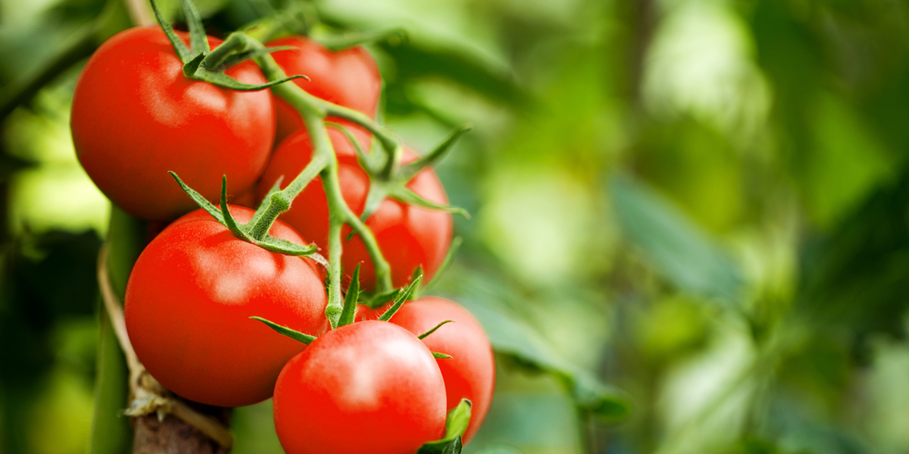 why are the skins on my tomatoes tough