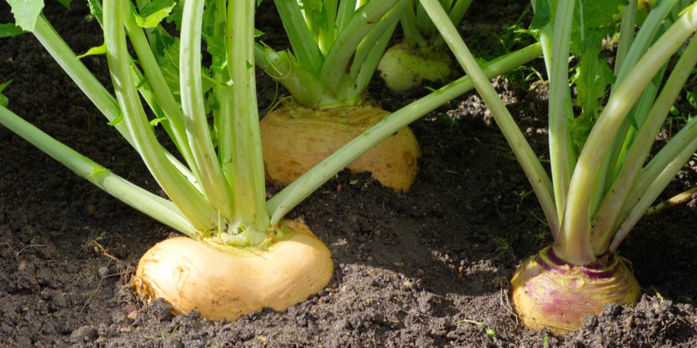 radishes vs turnips for deer