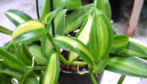 variegated vanilla orchid