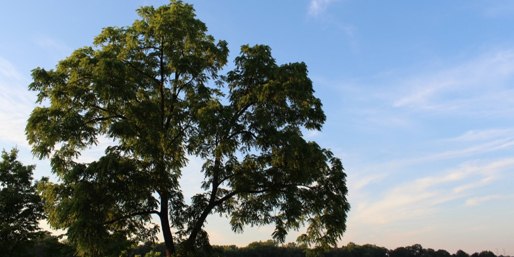 How Fast Do Black Walnut Trees Grow