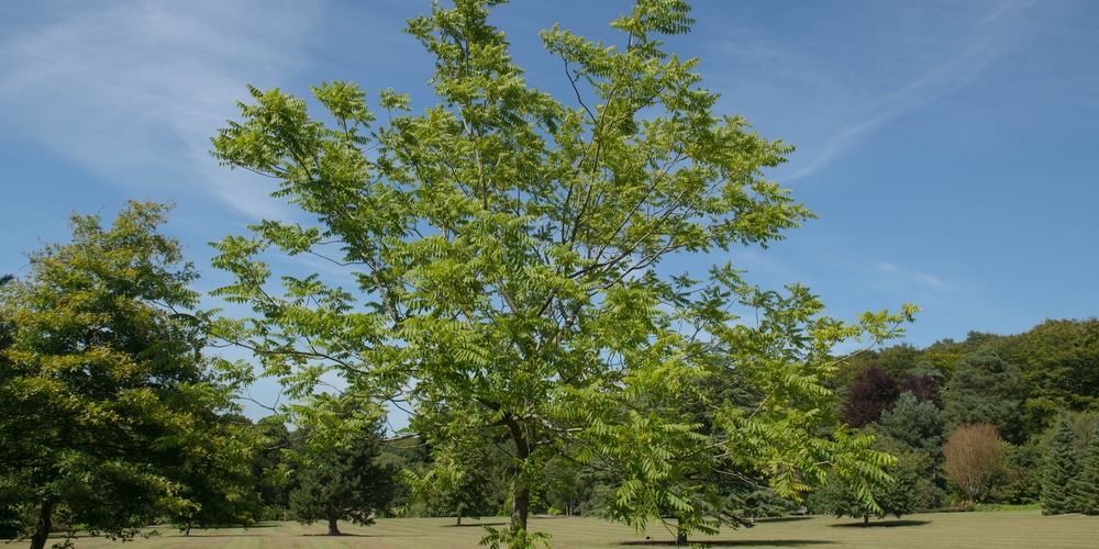 Zone 4 Nut Trees