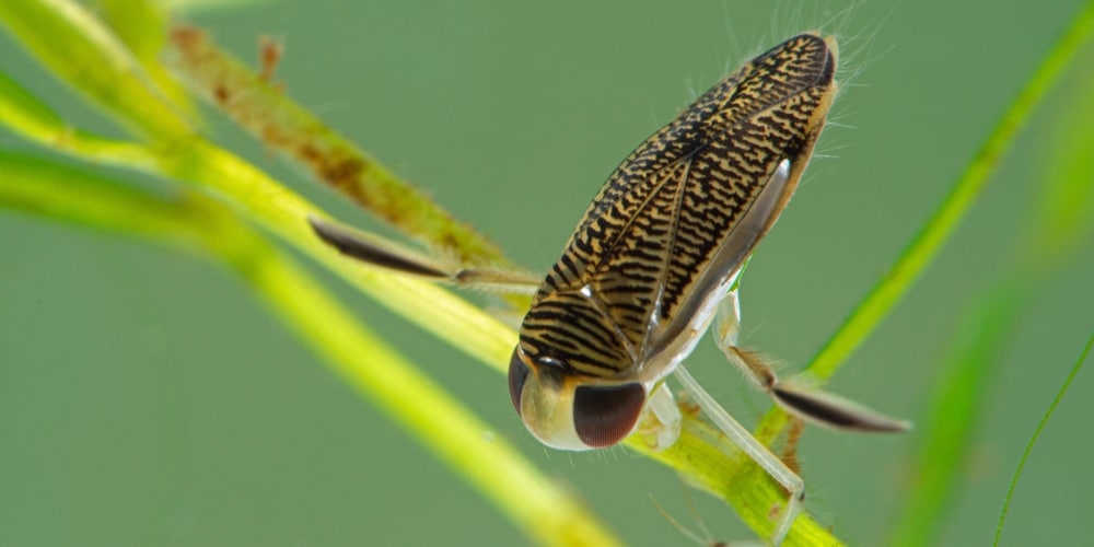 Why Do Water Bugs Come Out In The Summer?