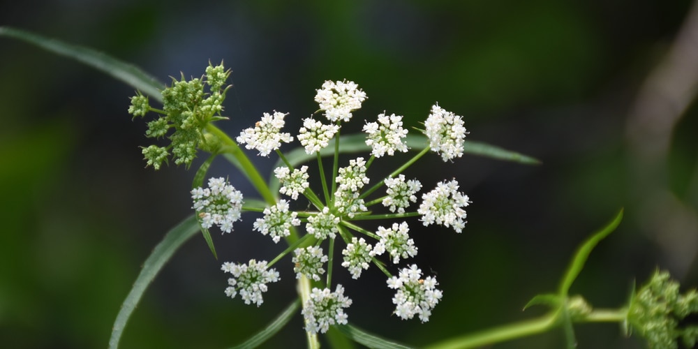 Does Hemlock Grow in Florida?