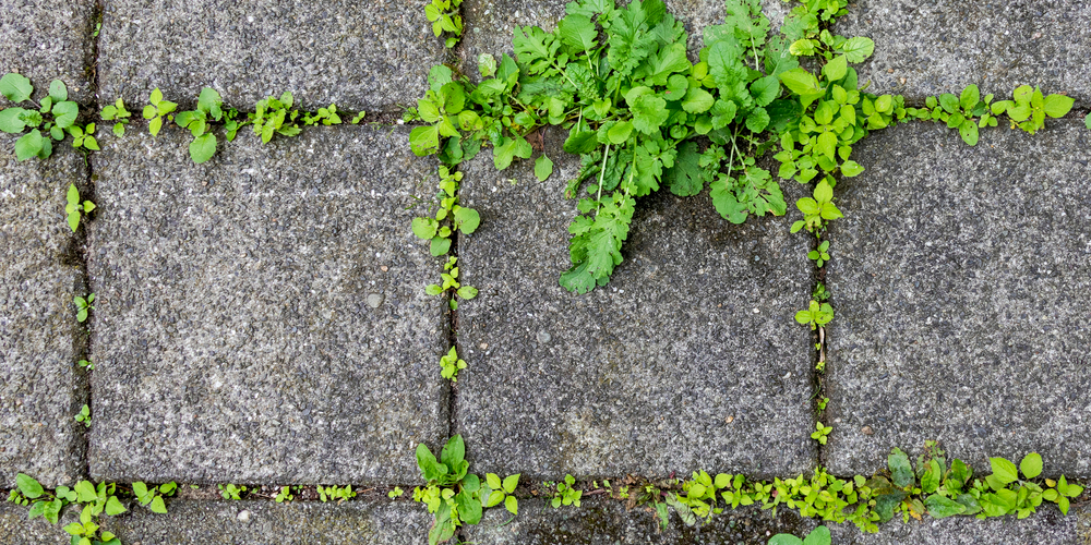 How to stop grass from growing through rocks