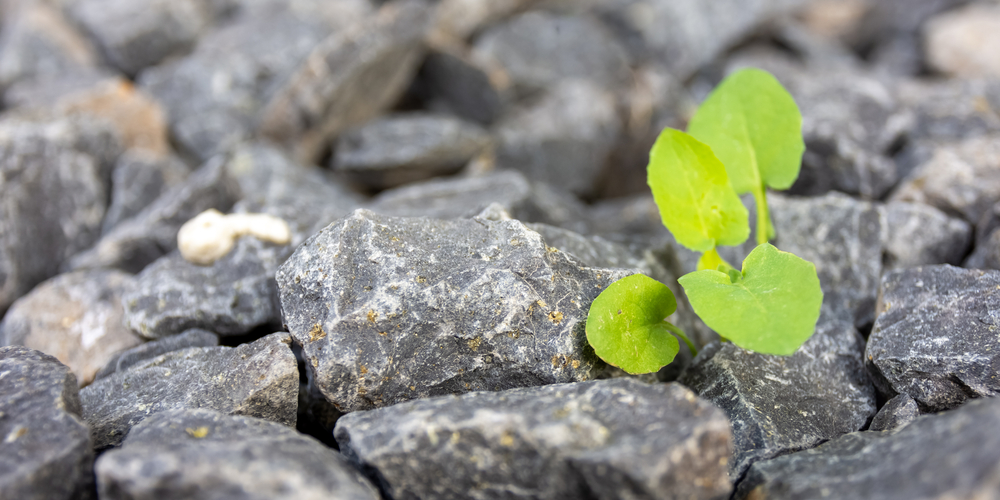 How to stop grass from growing through rocks