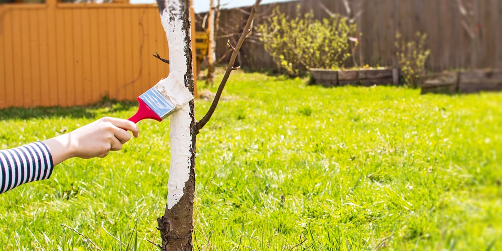 Why are tree trunks painted white?