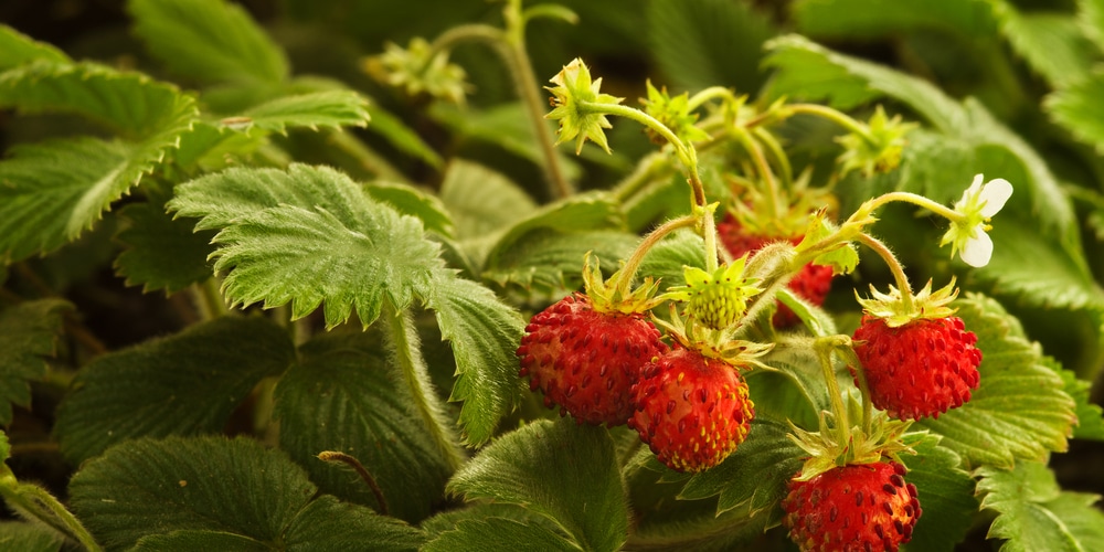 Weeds that look like strawberry plants