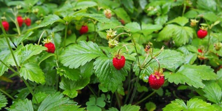 Weeds that look like strawberry plants - GFL Outdoors