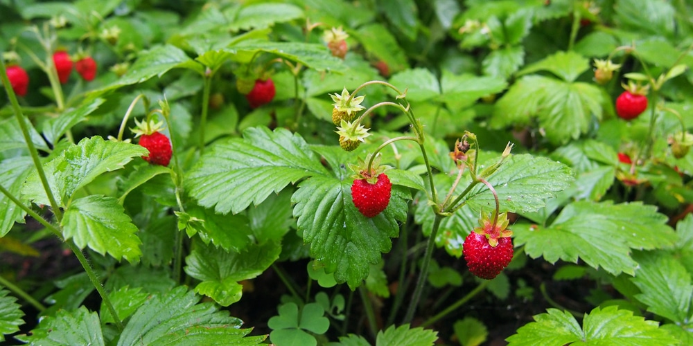 Weeds that look like strawberry plants