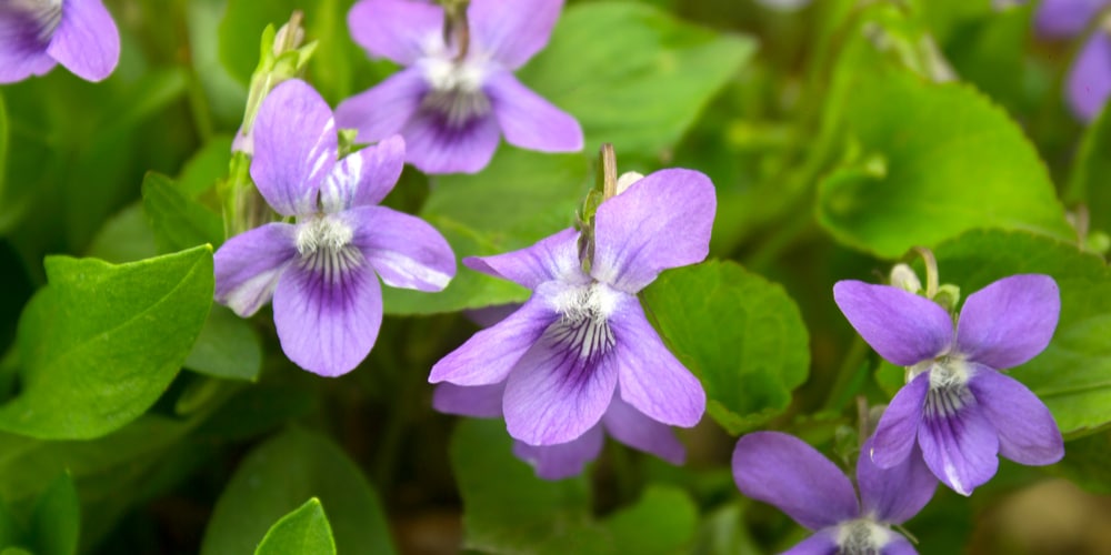 Grass-like plants with purple flowers