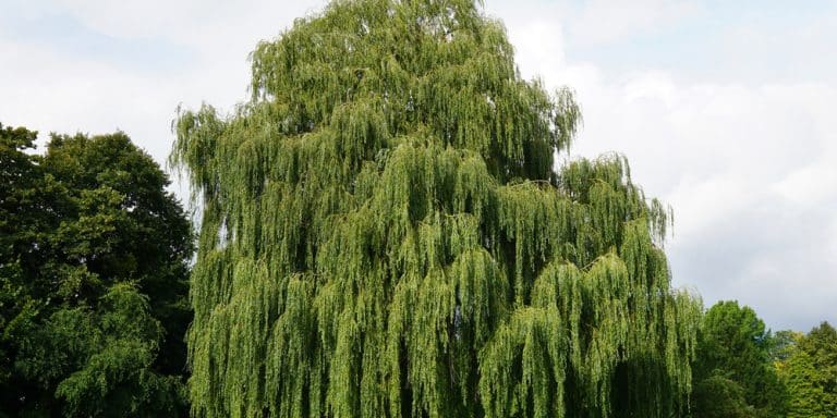Willow Hybrid Trees Pros and Cons - GFL Outdoors