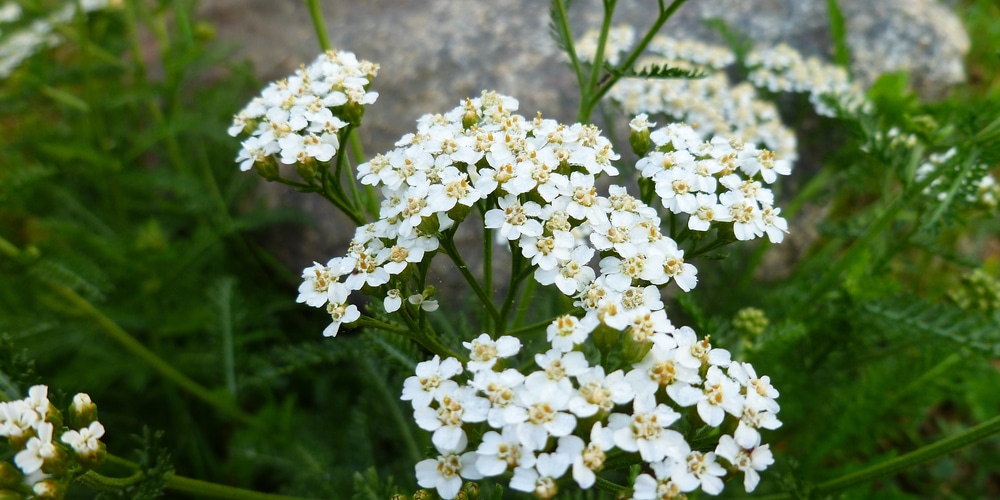 Queen Anne’s Lace vs Yarrow