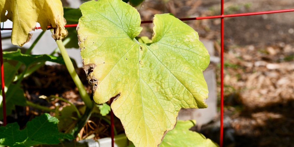 yellow leaves on cucumber plants in containers