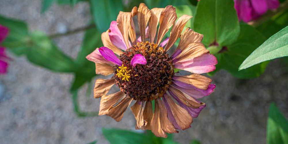 How to harvest zinnia seeds