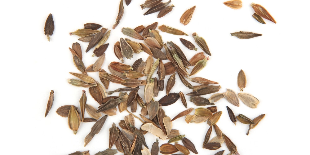 How to harvest zinnia seeds